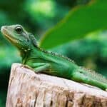 Belize iguana project