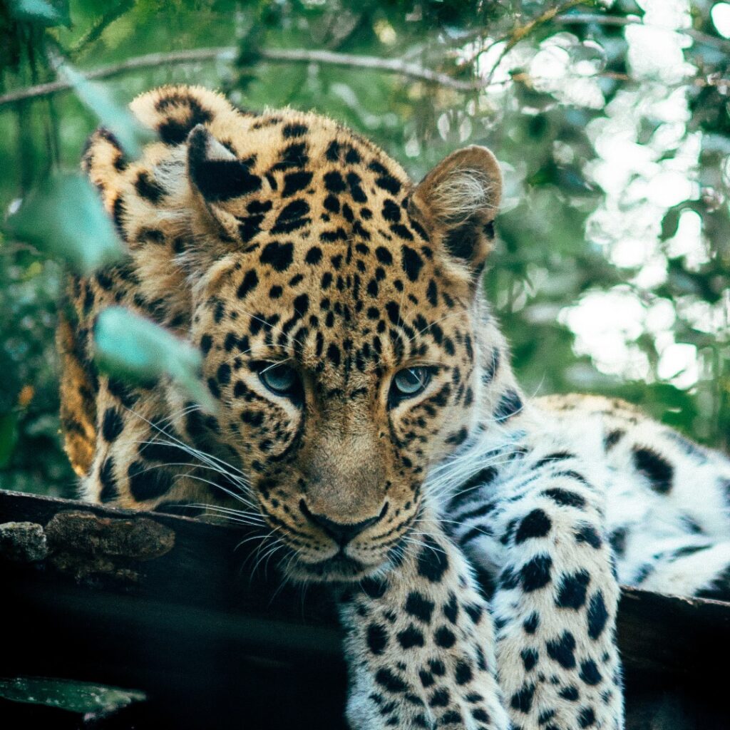 Jaguars in Belize