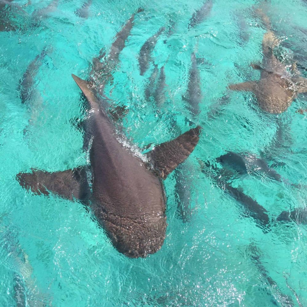 Shark Ray Alley Belize